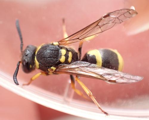 Réf. 334 302 : Ancistrocerus claripennis